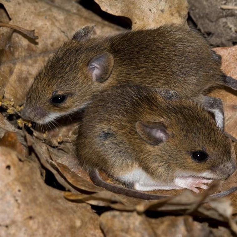 Уничтожения мышей в частном доме во Владивостоке?