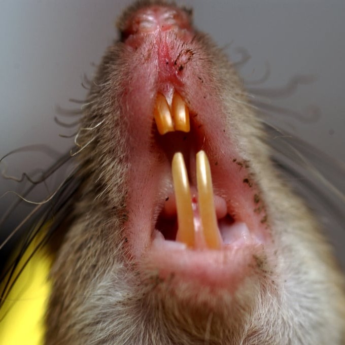 Дератизация крыс во Владивостоке?